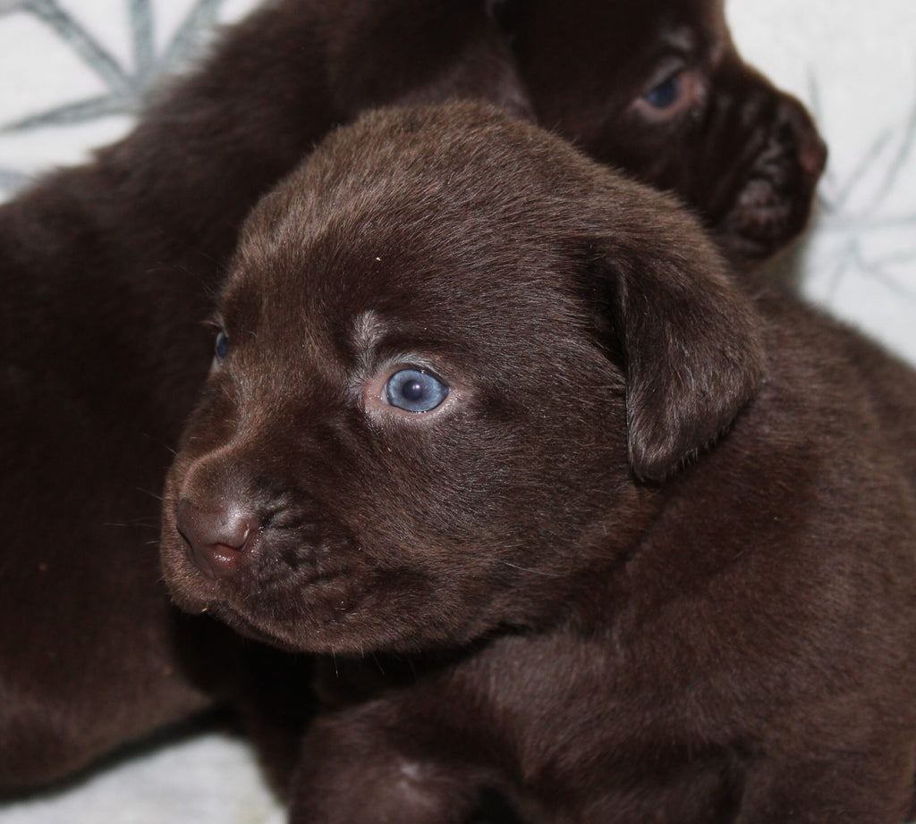 Cachorros de Labrador marrón de nuestro programa de cría
