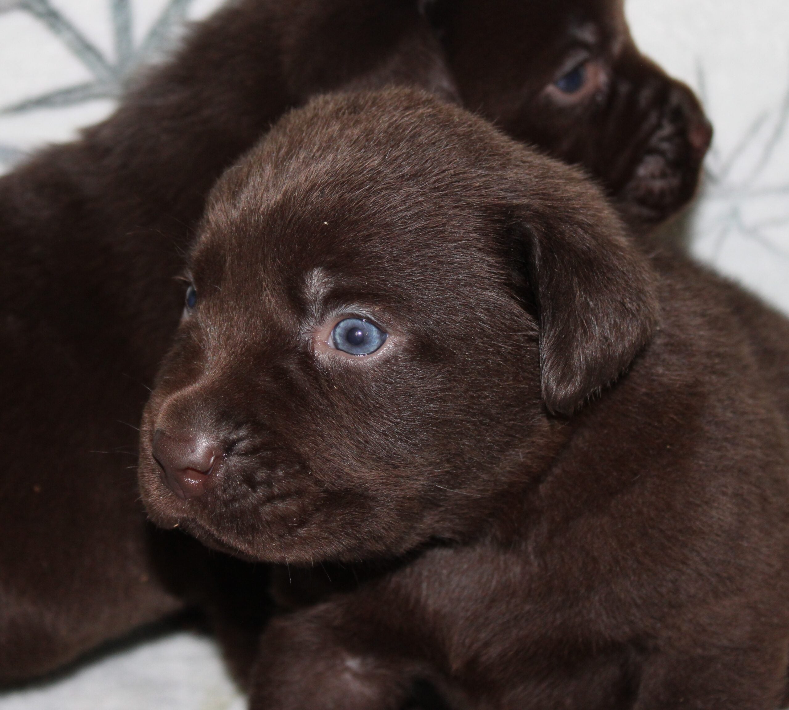 Cachorros de Labrador marrón de nuestro programa de cría