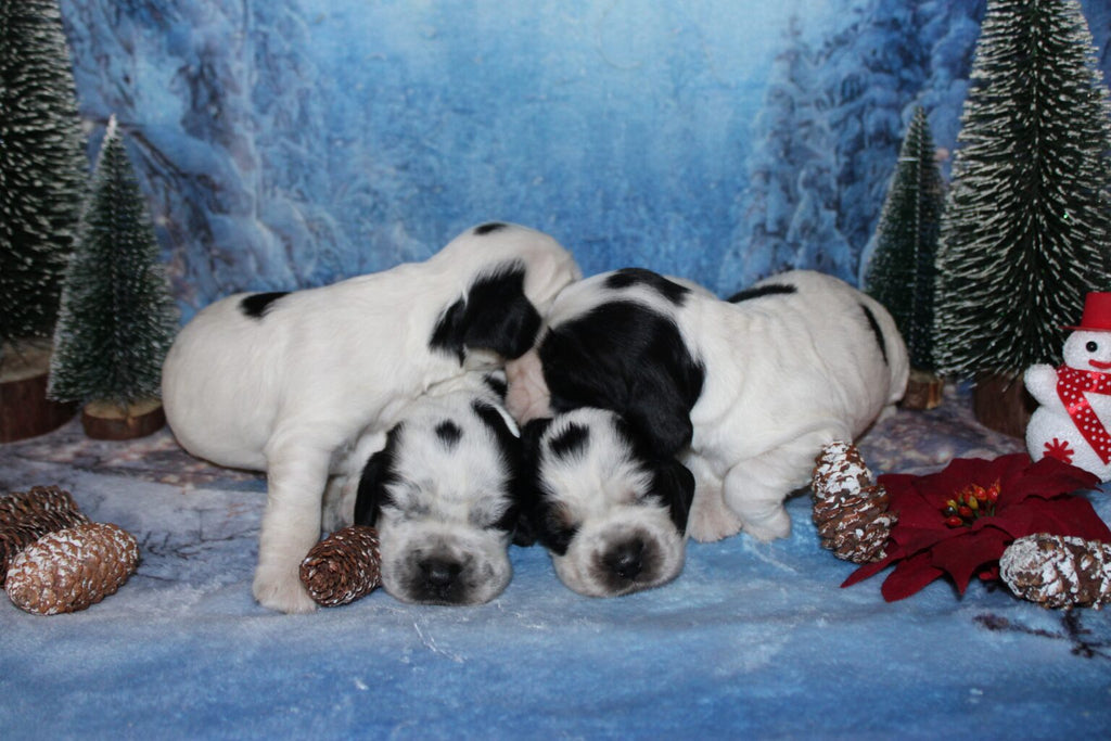 Cachorros de Cocker Spaniel Inglés