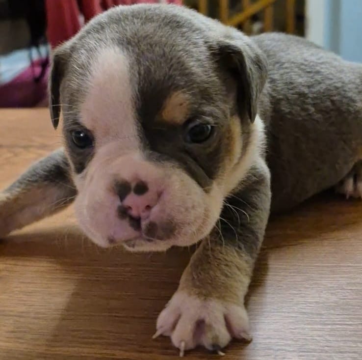 Bulldog inglés antiguo 4