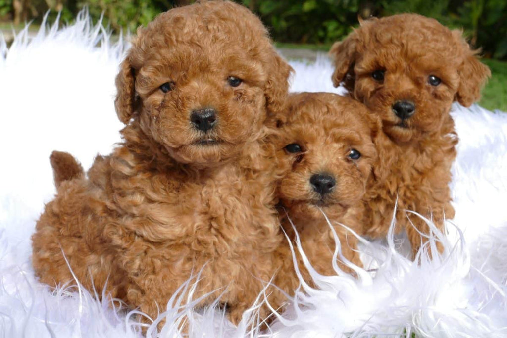 CACHORRO CANICHE TOY