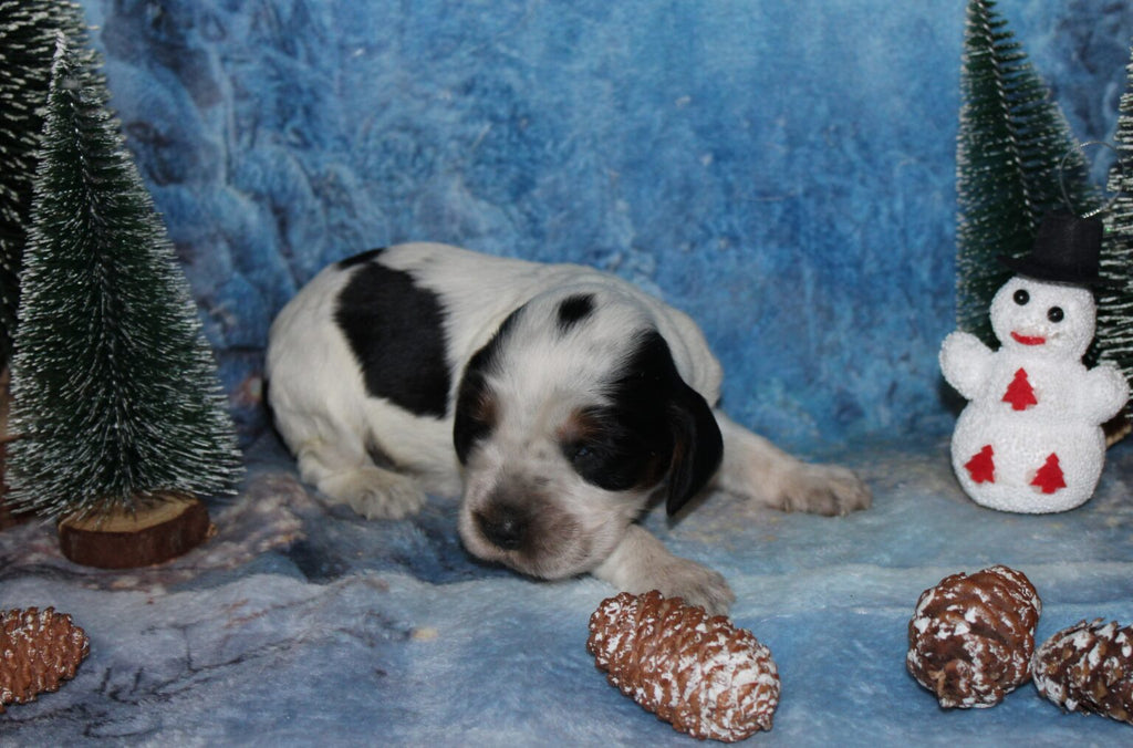 Cachorros de Cocker Spaniel Inglés