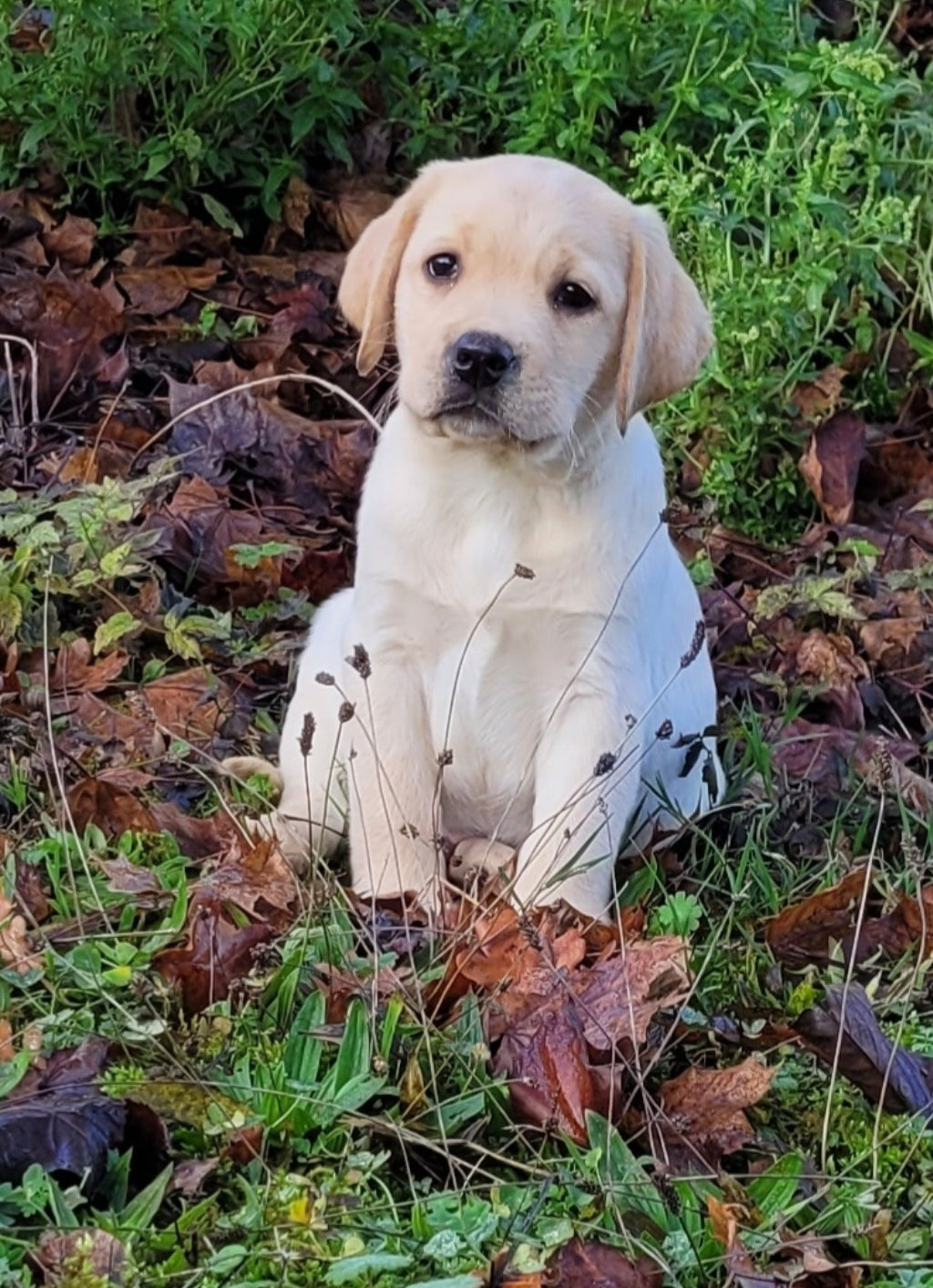 ANGE Macho Labrador LOF