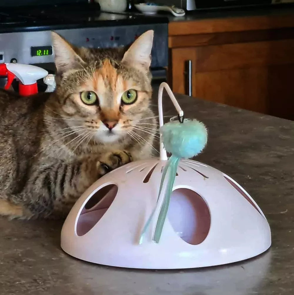 PRINCESA TIGRE HEMBRA DE 1 AÑO