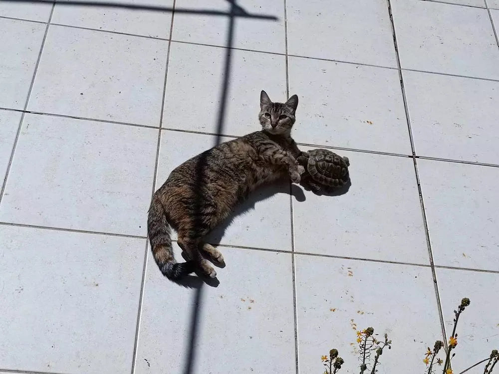 Adorable gatito tricolor en busca de una familia