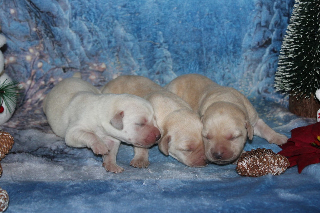 Cachorros de labrador amarillo (sable)