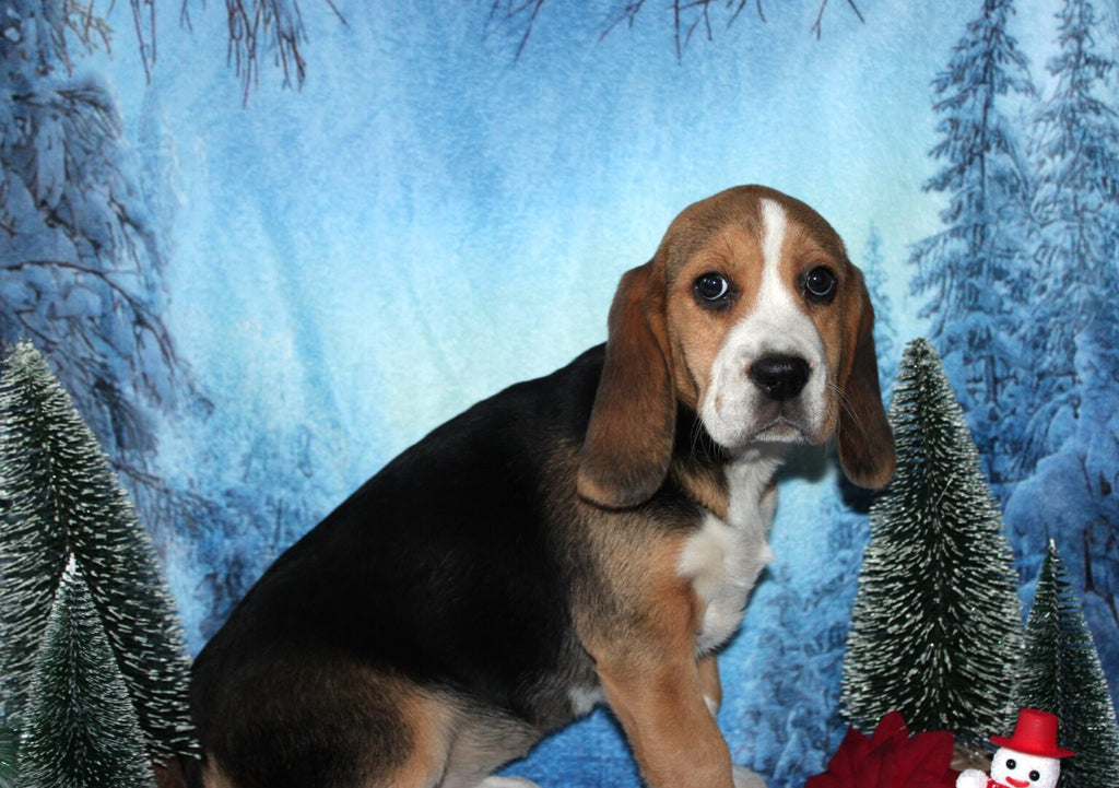 Hermosa BEAGLE hembra tricolor