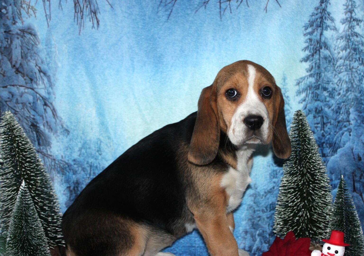 Hermosa BEAGLE hembra tricolor