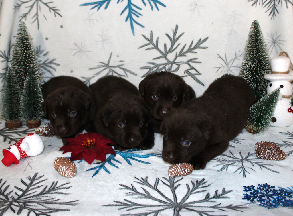 Cachorros de Labrador marrón de nuestro programa de cría