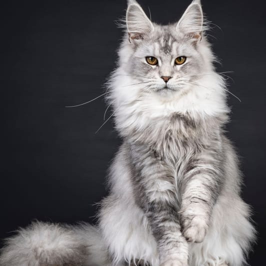 Maine Coon