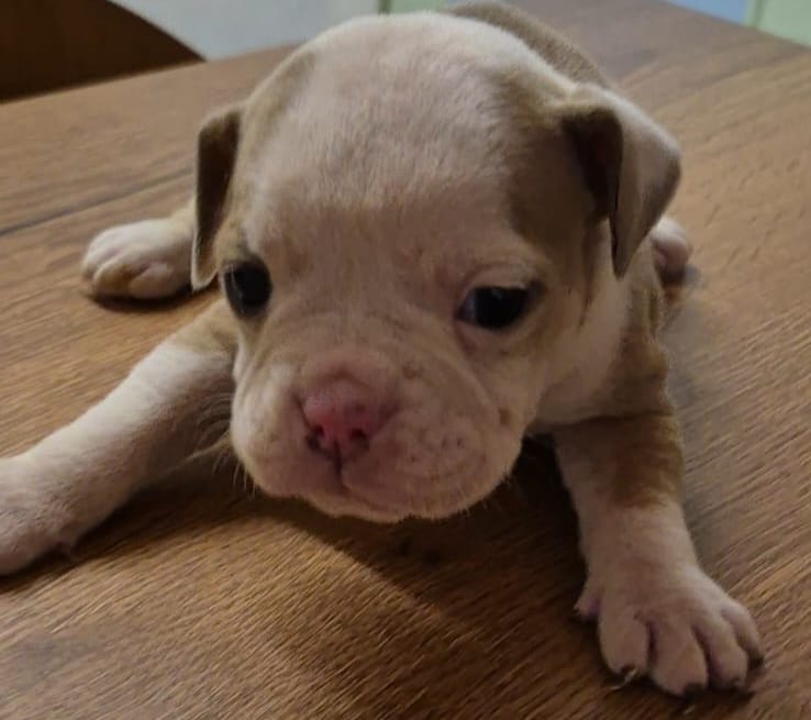 Bulldog inglés antiguo 2