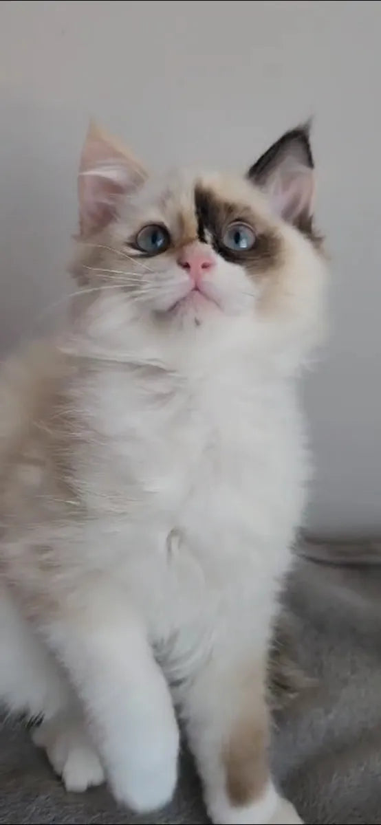 Gatitos Ragdoll Femenino y masculino