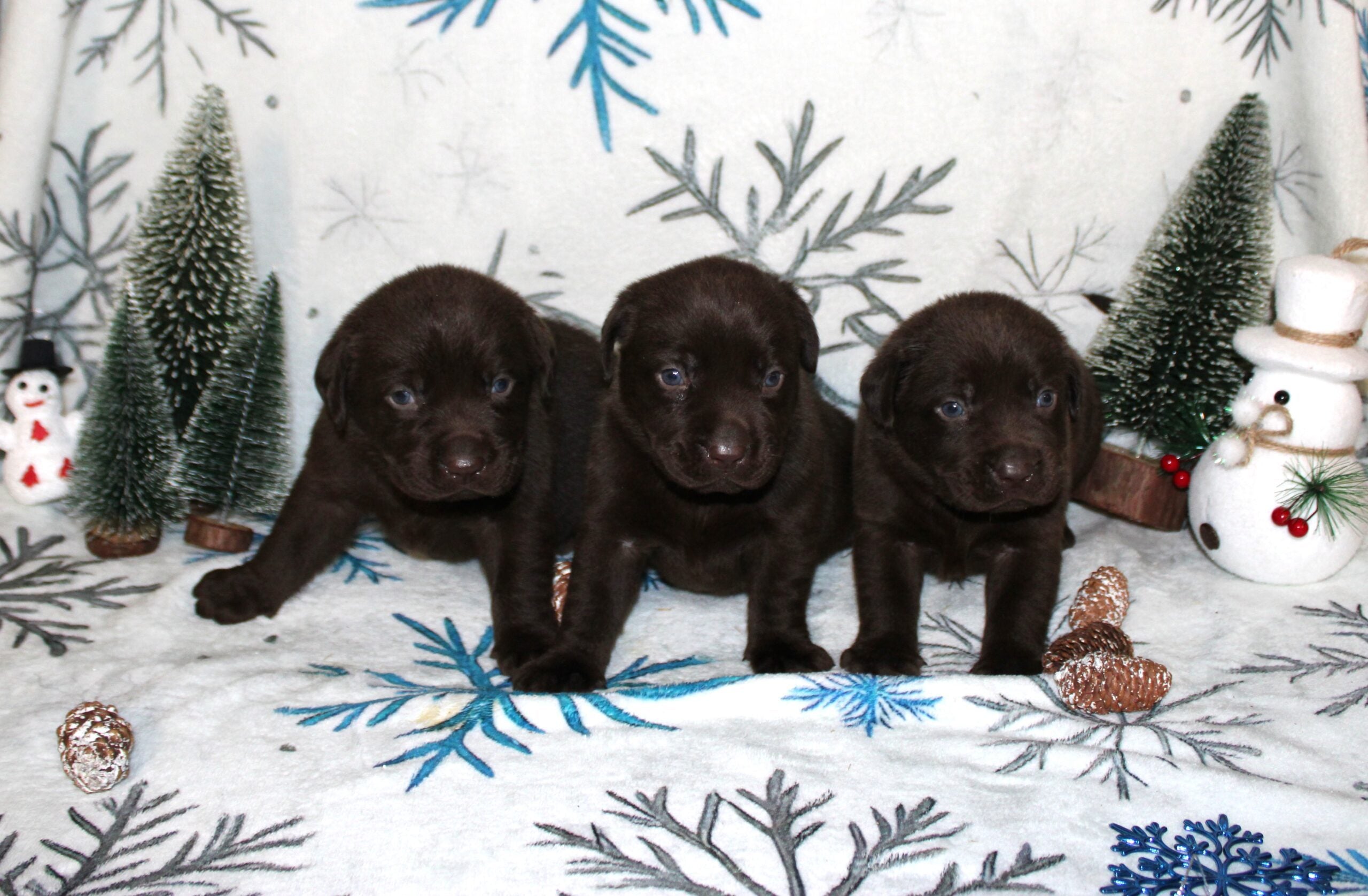Cachorros de Labrador marrón de nuestro programa de cría