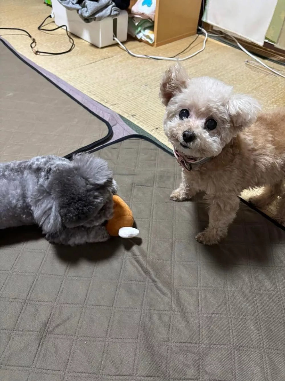 caniche Marsella y femenino