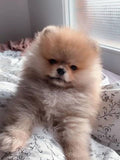 LULU DE POMERANIA BEBES TOY