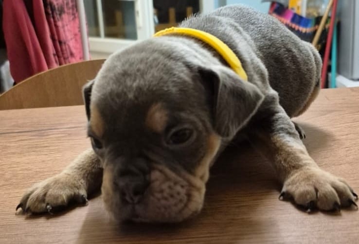 Bulldog inglés antiguo 4