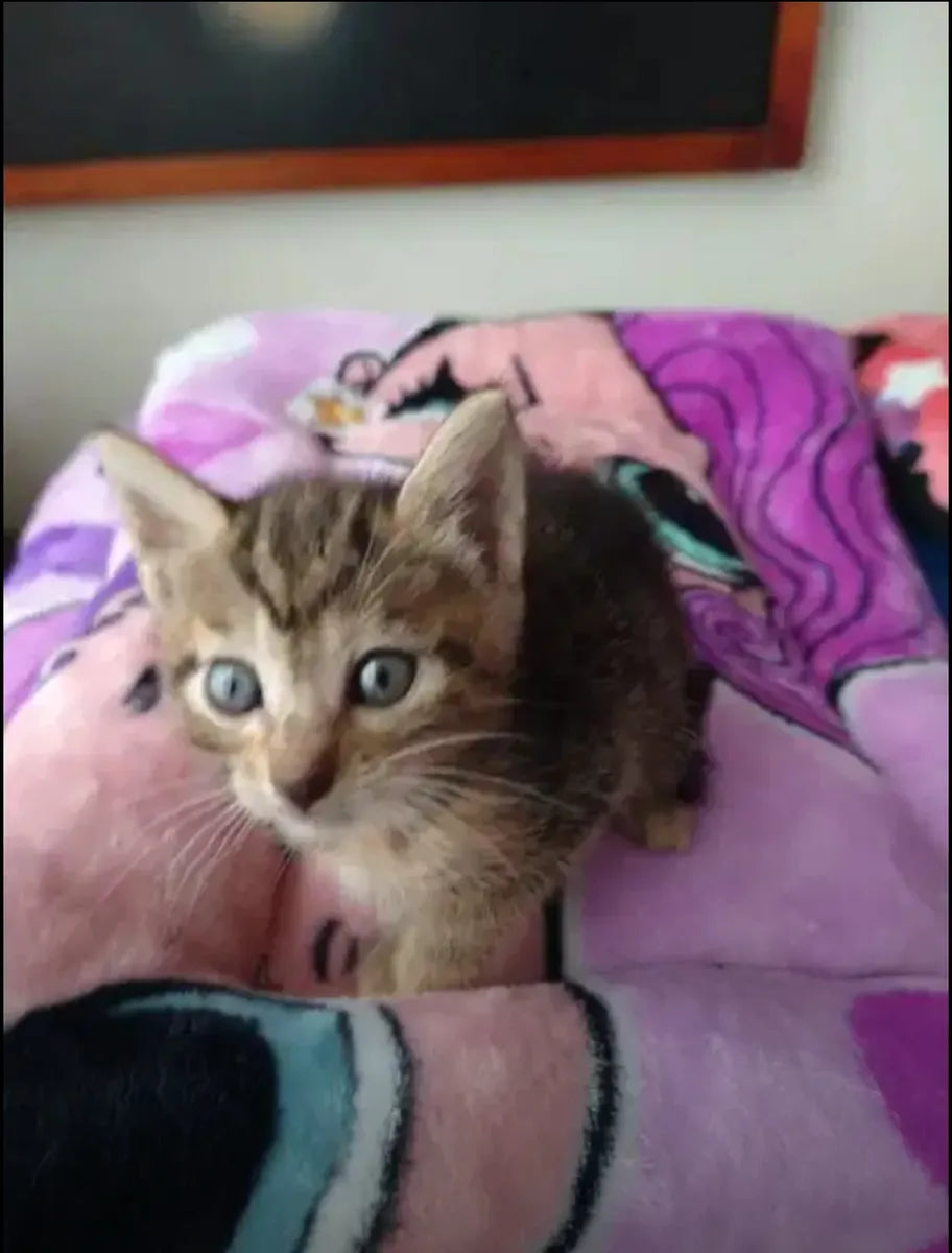 Hermosos Gaticos Atigrados