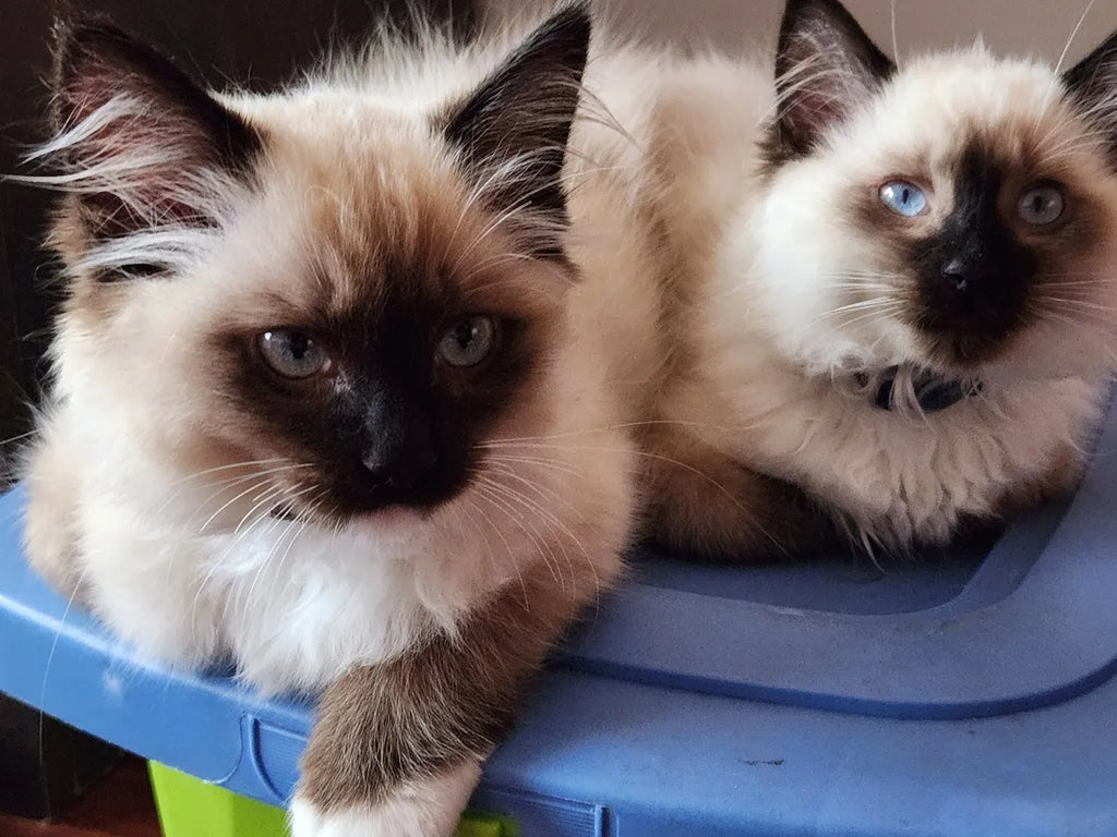 Gatitos Ragdoll Femenino y masculino