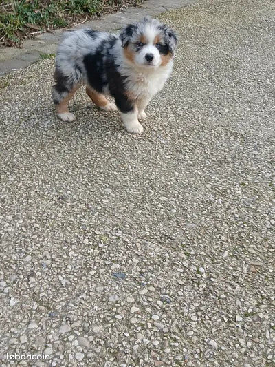 Cachorros de Pastor Australiano