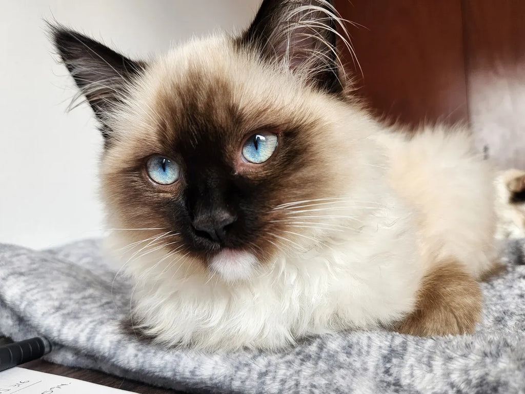 Gatitos Ragdoll Femenino y masculino