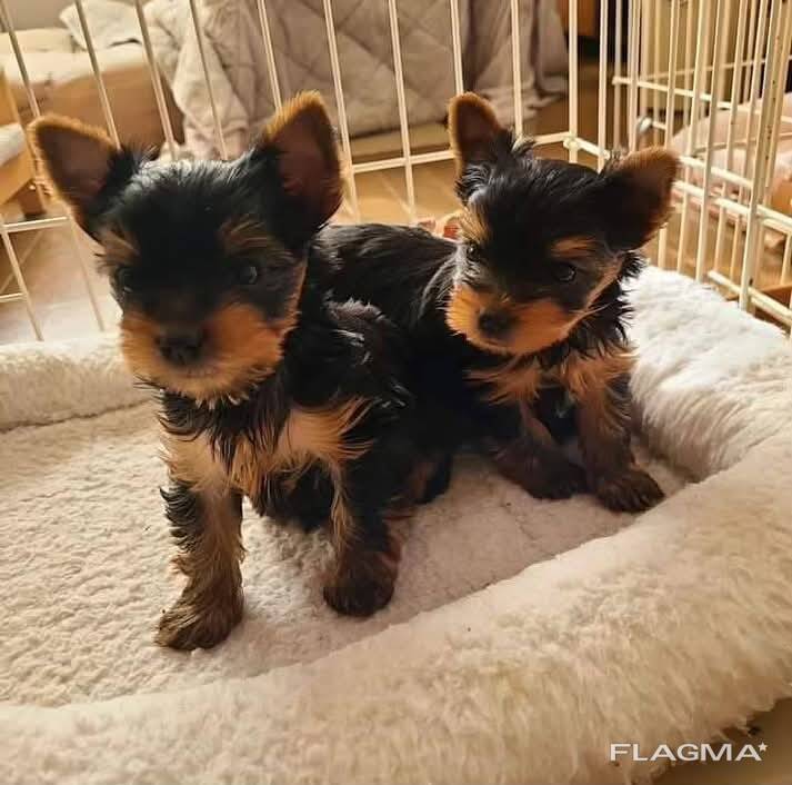 Cachorros de Yorkshire Terrier